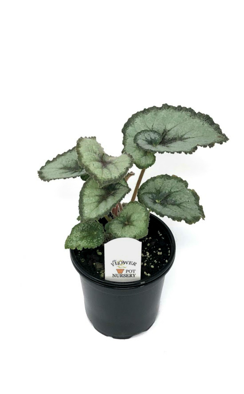 Plants, Seeds & Bulbs Begonia rex Escargot House Plants Gift Wrapped with  Modern Two-Tone White Rose-Gold Ceramic Pot Tender Perennial Indoor House  Plants 1 x 12cm Pot with Ceramic Pot by Thompson