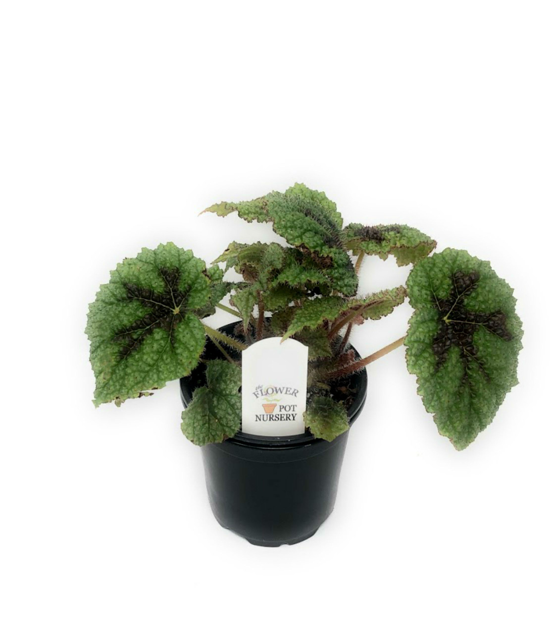 iron cross begonia plant