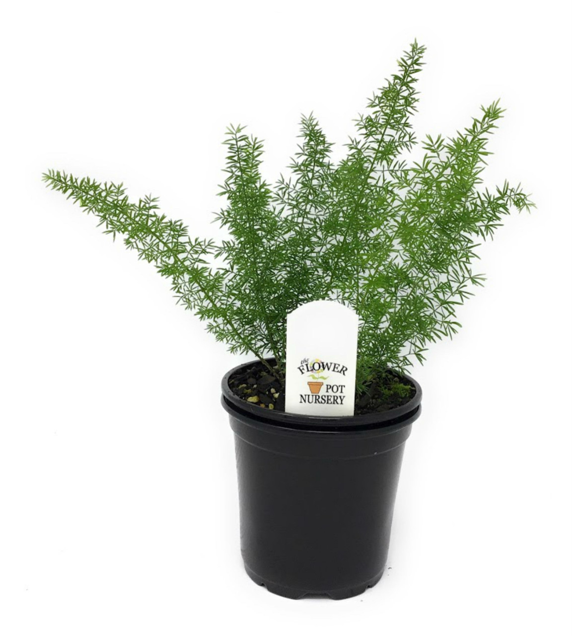 FlowerPotNursery Asparagus Foxtail Fern Asparagus meyeri / aethiopicus 4  Pot - The Flower Pot Nursery