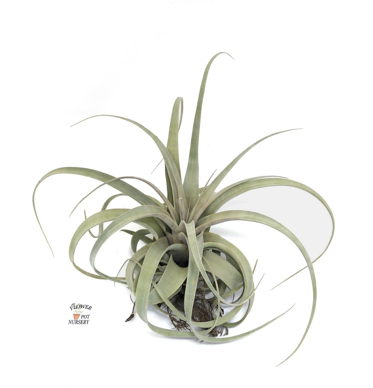 FlowerPotNursery Tillandsia Xerographica Large T. xerographica