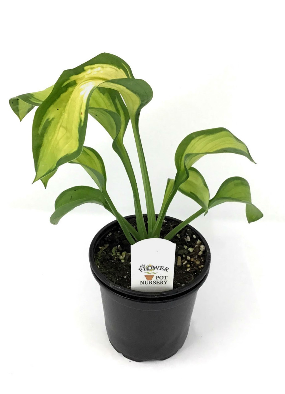 Flowerpotnursery Hosta Stained Glass Hosta Sp Stained Glass 4 Pot The Flower Pot Nursery