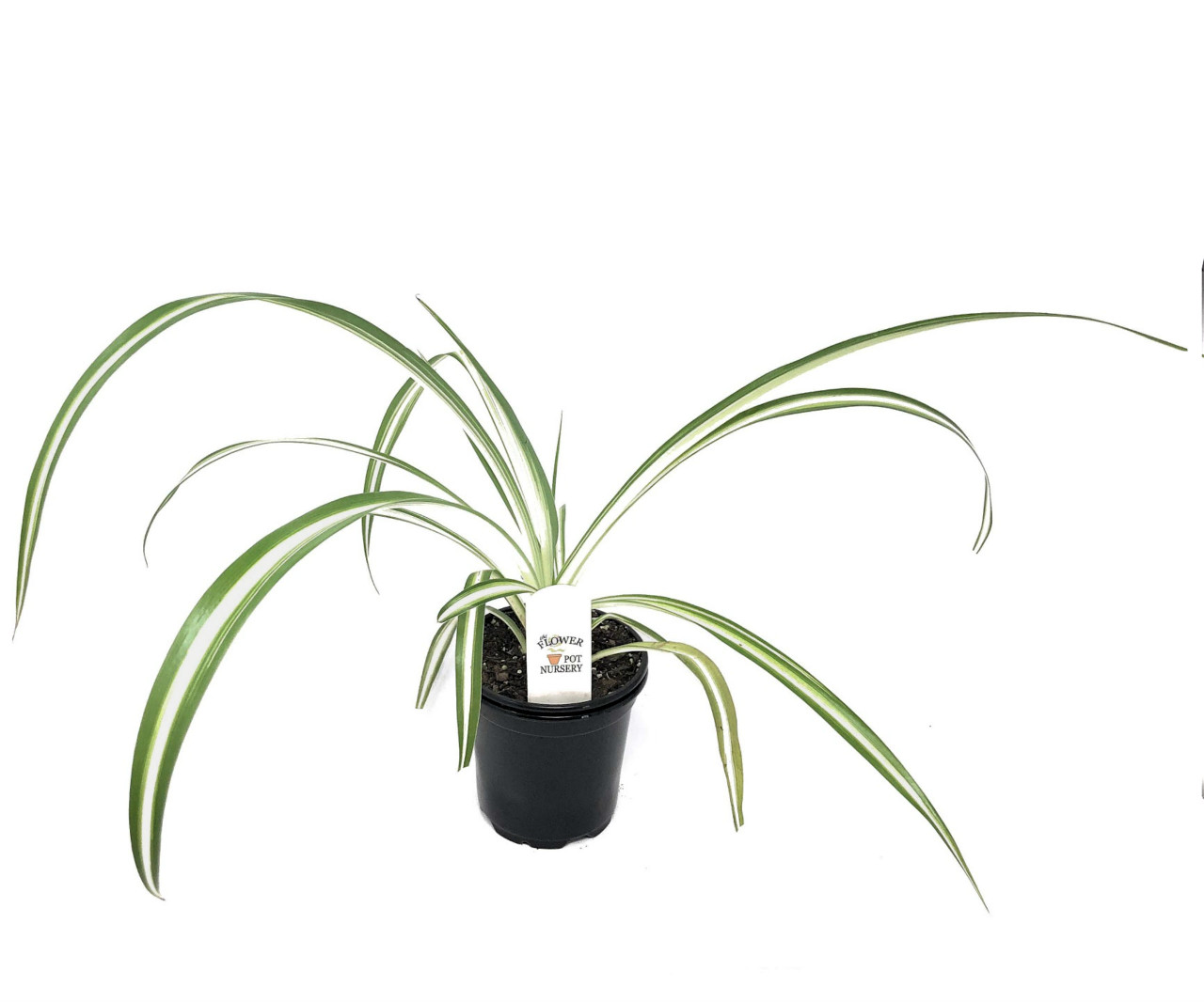 plant lights for indoor plants GLOWRIUM Full Spectrum Plant Grow Lights (60 in) 36W Hanging and Standing  Auto-Timer Wide Area Coverage in Indoor Plants-G3