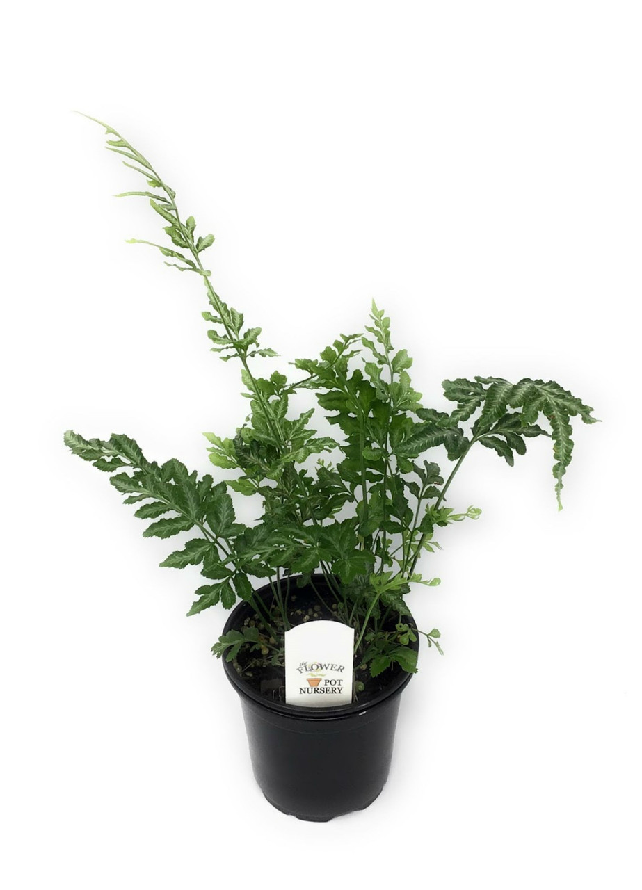 FlowerPotNursery Variegated Brake Fern Pteris ensiformis Evergemiensis 4"  Pot - The Flower Pot Nursery