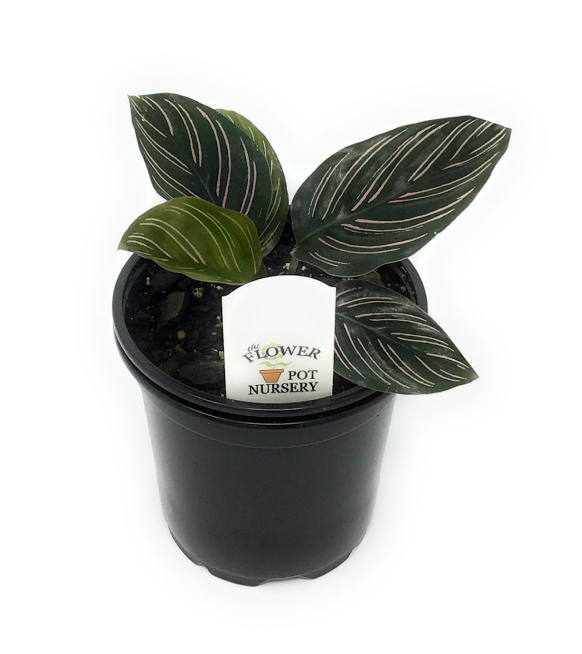 FlowerPotNursery Pin Stripe Calathea Calathea Ornata Sanderiana 4" Pot