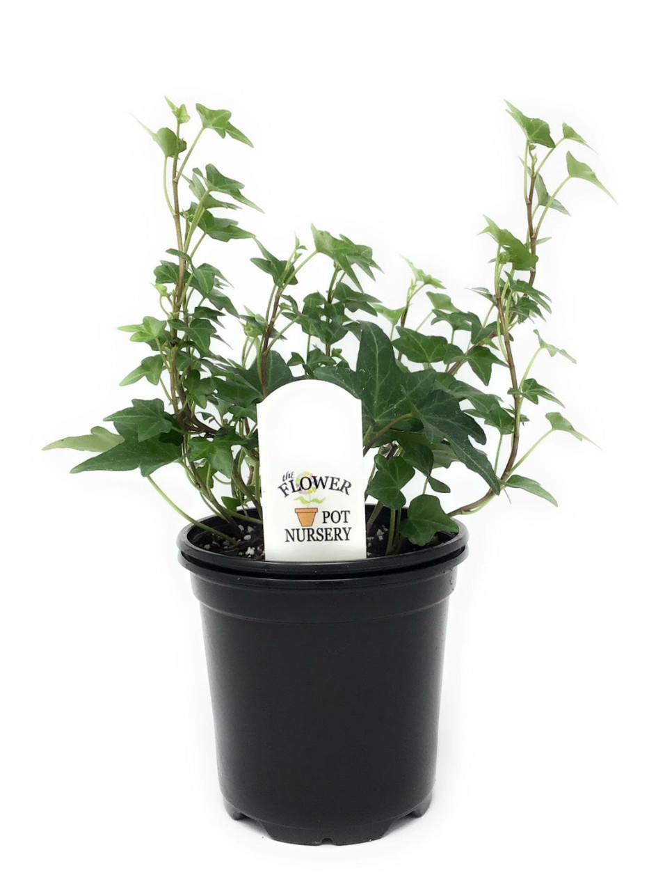portugiesischer kirschlorbeer 1 50 m kaufen Portugiesischer Kirschlorbeer – Prunus lusitanica 'Angustifolia' (Heck –  Blupf by Kitzinger