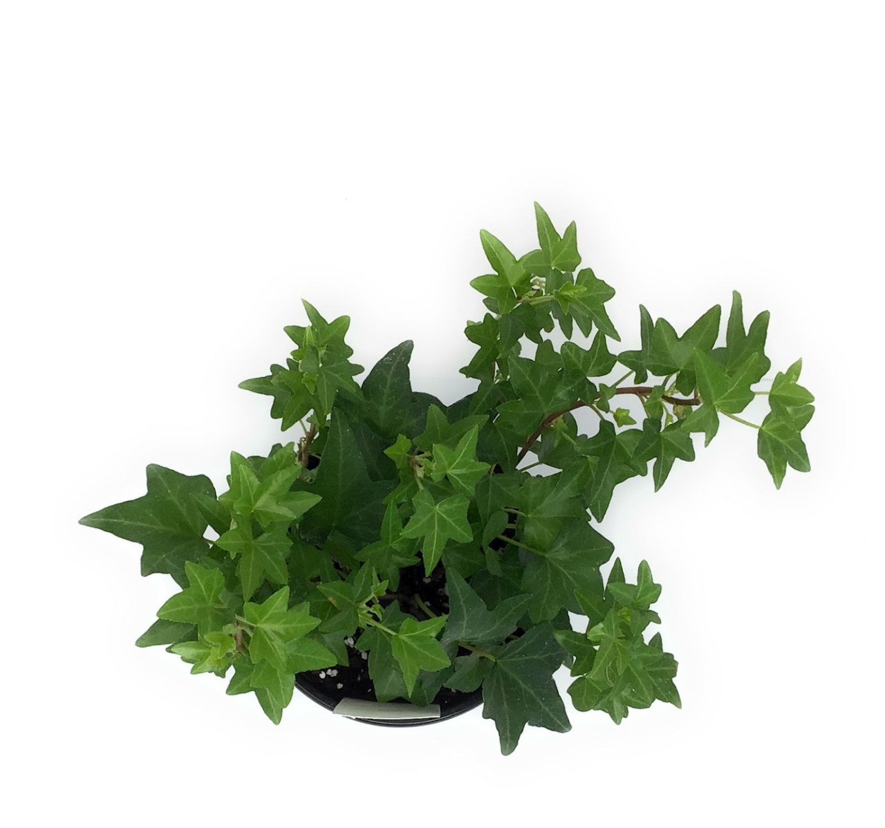 FlowerPotNursery English Ivy Needlepoint Hedera helix Needlepoint 4" Pot -  The Flower Pot Nursery