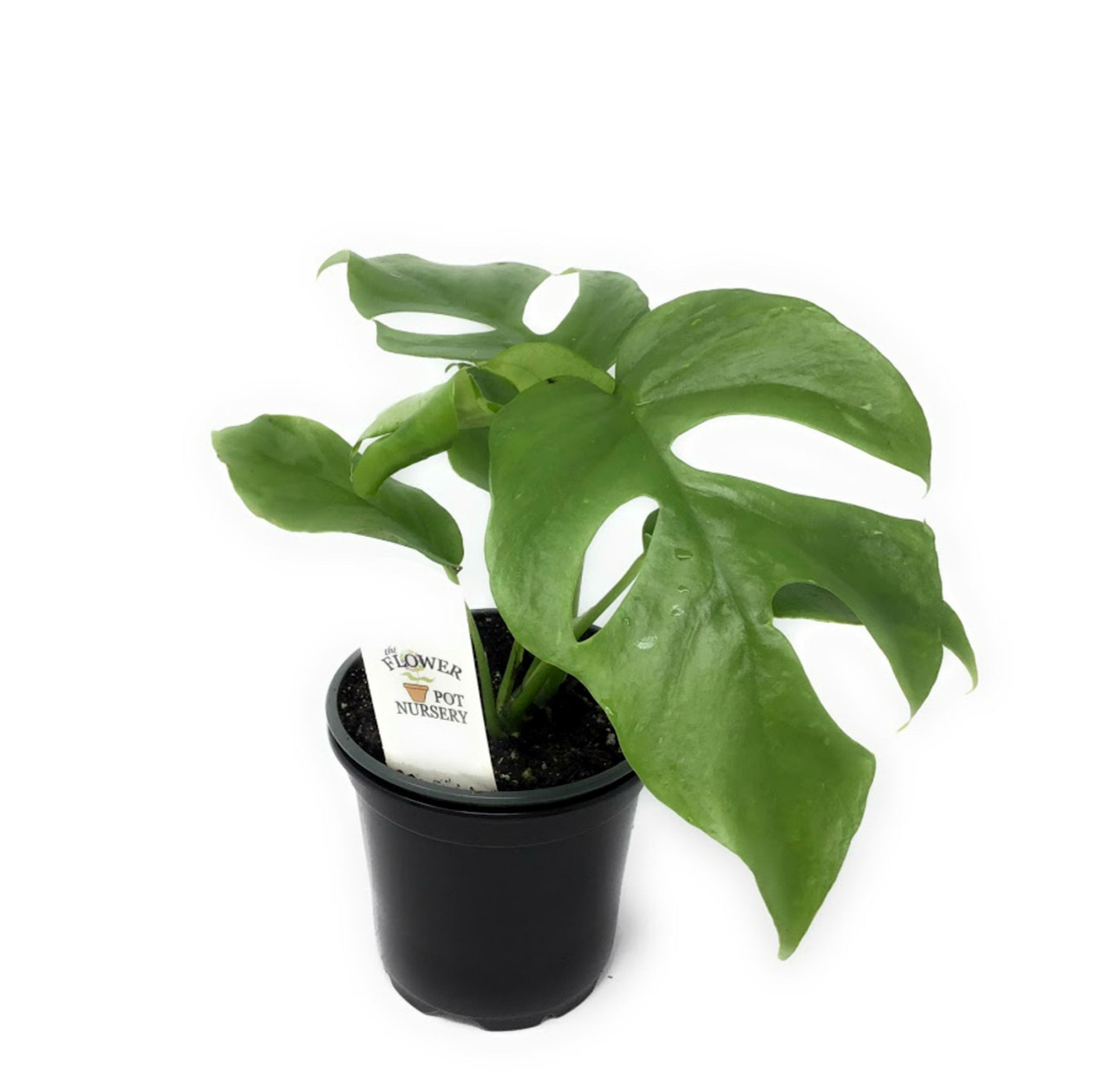 FlowerPotNursery Monstera Ginny Rhaphidophora tetrasperma Mini Monstera 4"  Pot - The Flower Pot Nursery