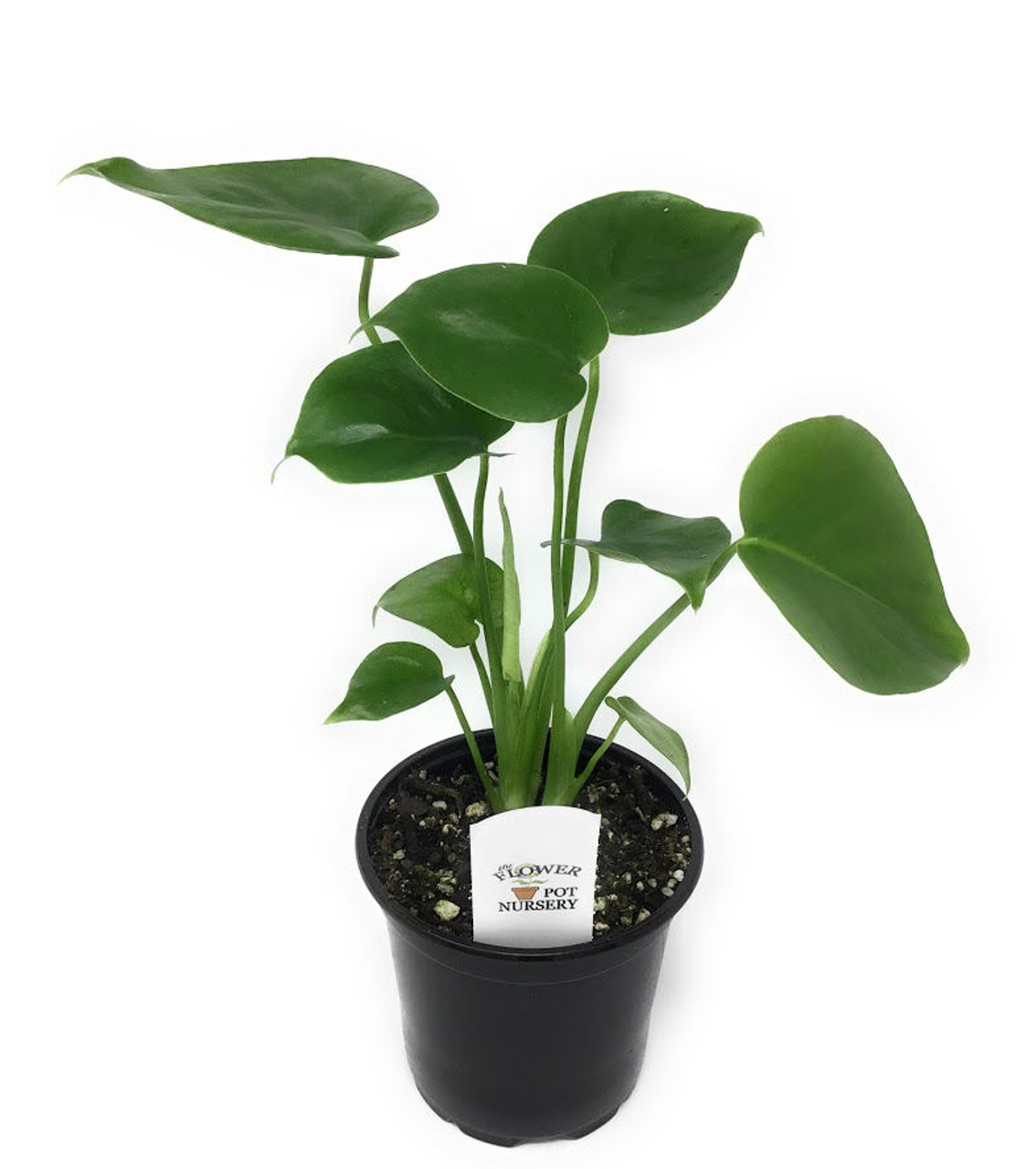 Terreau Monstera Premium, Terreau Rempotage, 4L, Terreau Plante d'Intérieur,  Mélange pour Plantes Tropicales, Terreau Orchidées, Terreau Plante Verte,  Coco, Perlite, Terreau Aroid : : Jardin