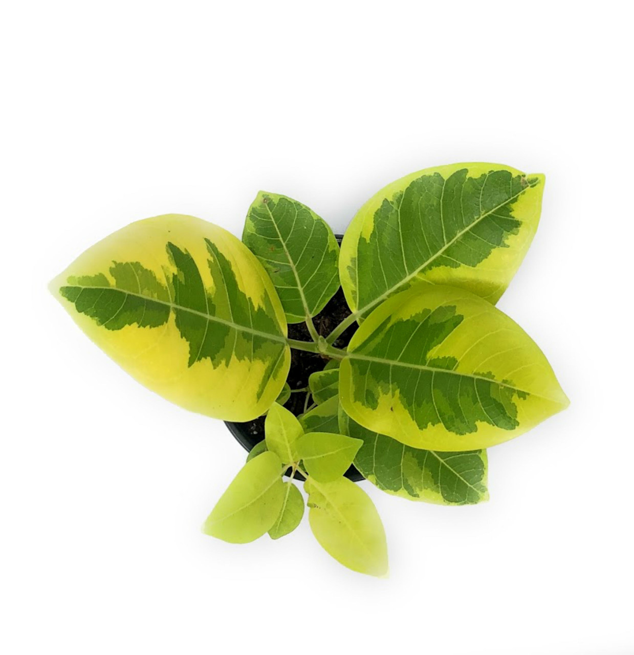 2.5 Pot Ficus altissima Golden Gem Rubber Tree Plant 2.5 Pot Ficus altissima Golden Gem Rubber Tree Plant