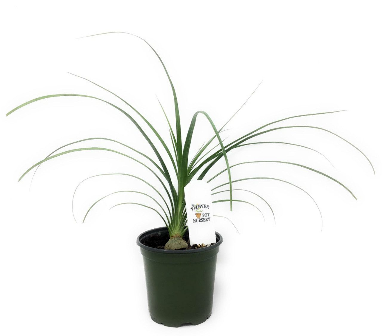 FlowerPotNursery Ponytail Palm (Single) Beaucarnea recurvata 4