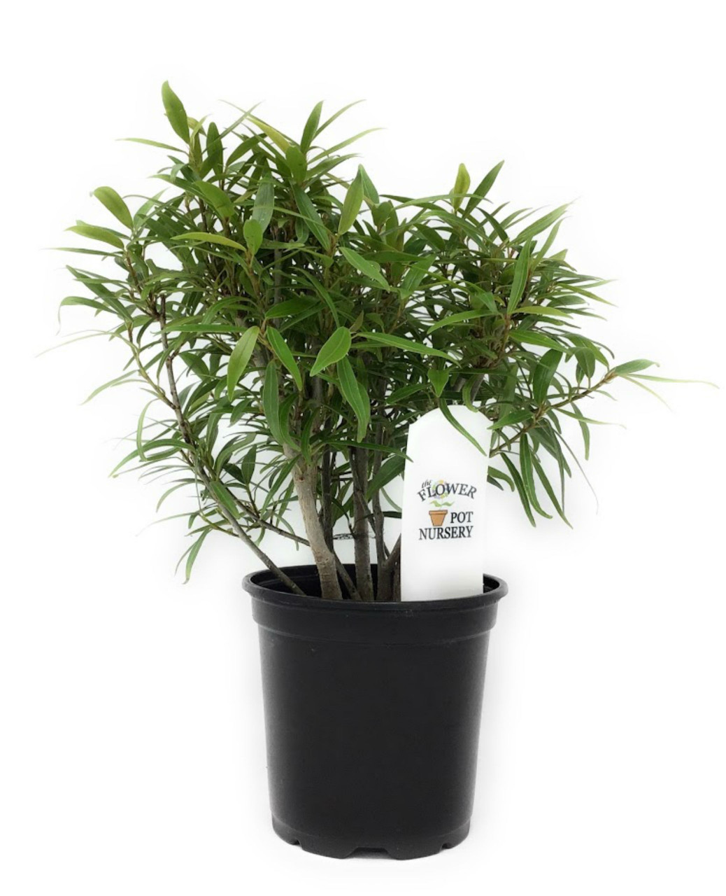 Flowerpotnursery Willow Leaf Fig Bonsai Ficus Ficus Salicifolia 4 Pot The Flower Pot Nursery