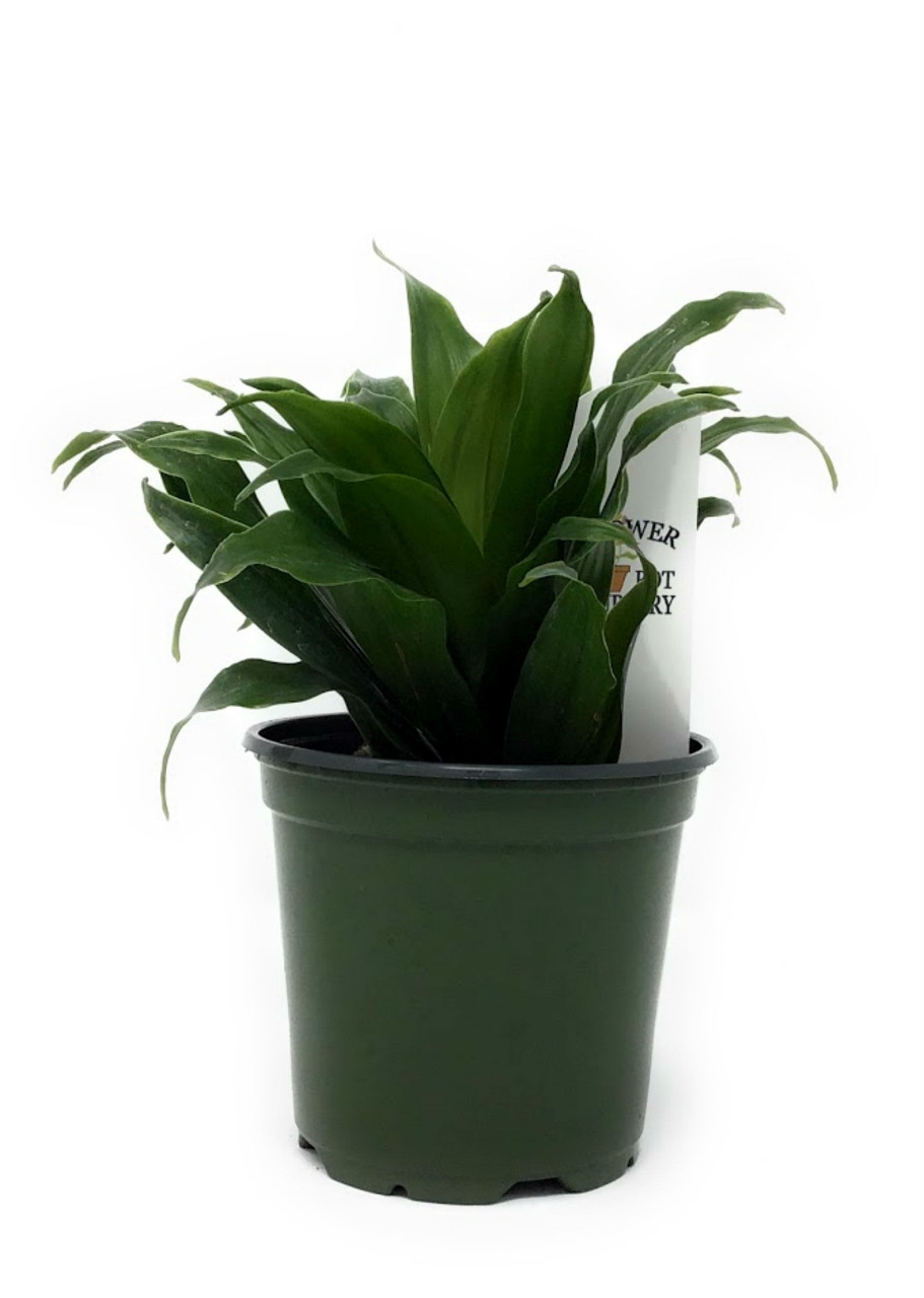 FlowerPotNursery Janet Craig Dracena deremensis Janet Craig Compacta 4" Pot  - The Flower Pot Nursery