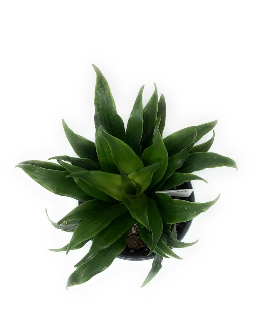 FlowerPotNursery Janet Craig Dracena deremensis Janet Craig Compacta 4" Pot  - The Flower Pot Nursery