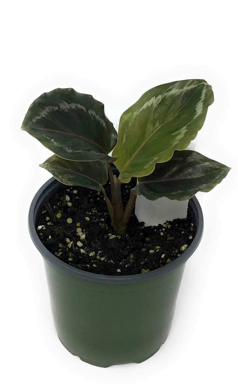 eibe preis pro meter Eibe (140 - 160 cm) Taxus baccata als starke Ballenware