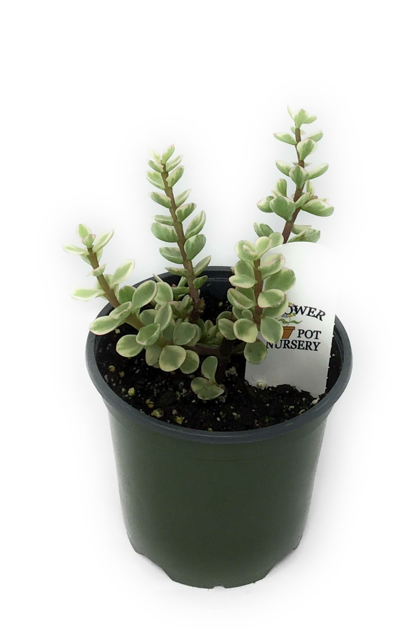 FlowerPotNursery Variegated Elephant Bush Portulacaria afra