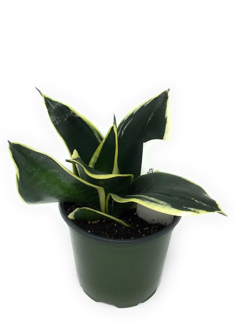 FlowerPotNursery Sansevieria Rosette trifasciata Jade Pagoda Lotus Hahnii  4" Pot