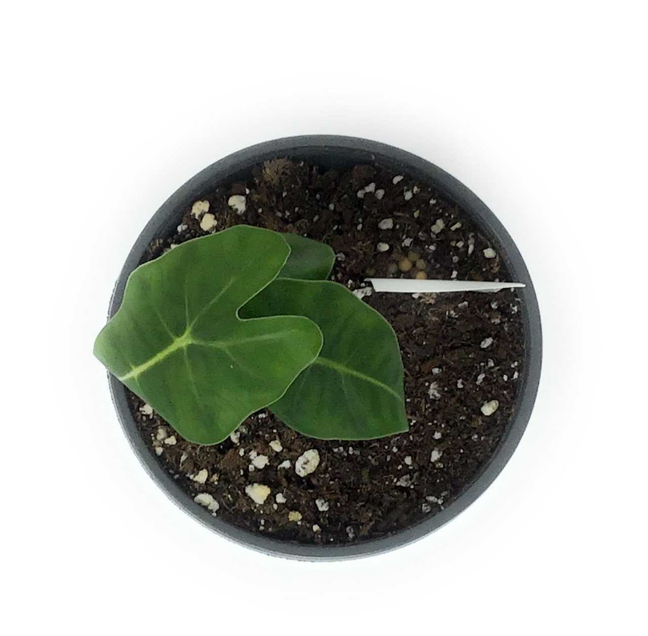 Flowerpotnursery Velvet Elvis Alocasia Micholitziana Velvet Elvis 4 Pot The Flower Pot Nursery