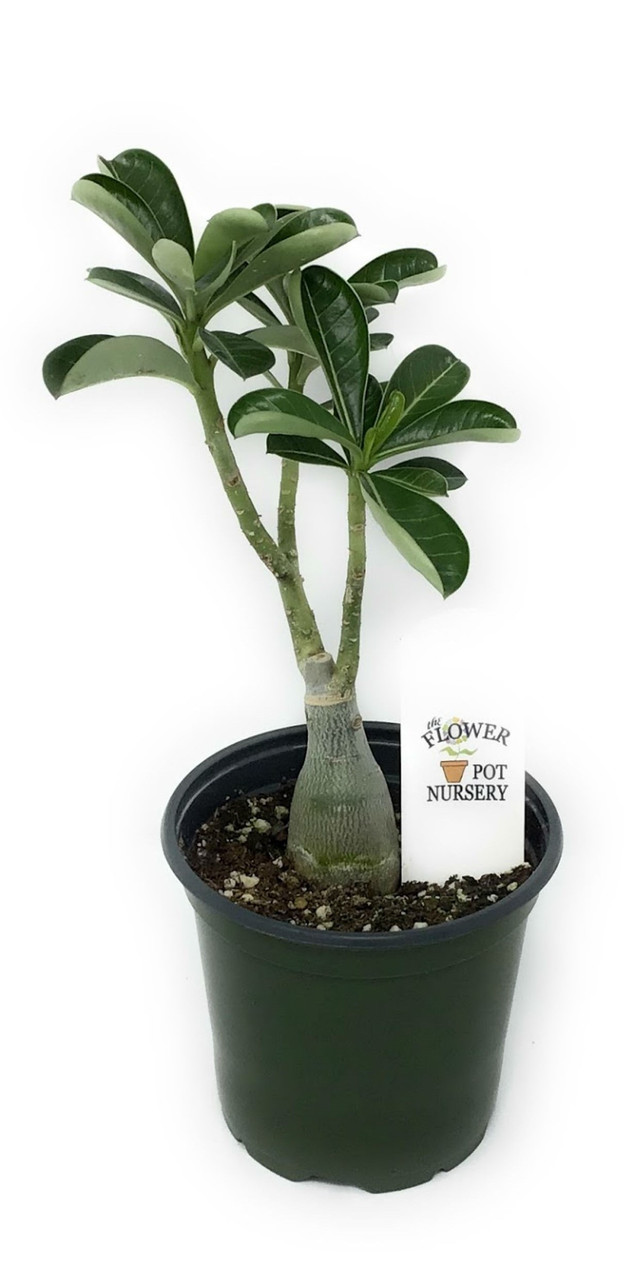 Adenium : planter et cultiver – Ooreka