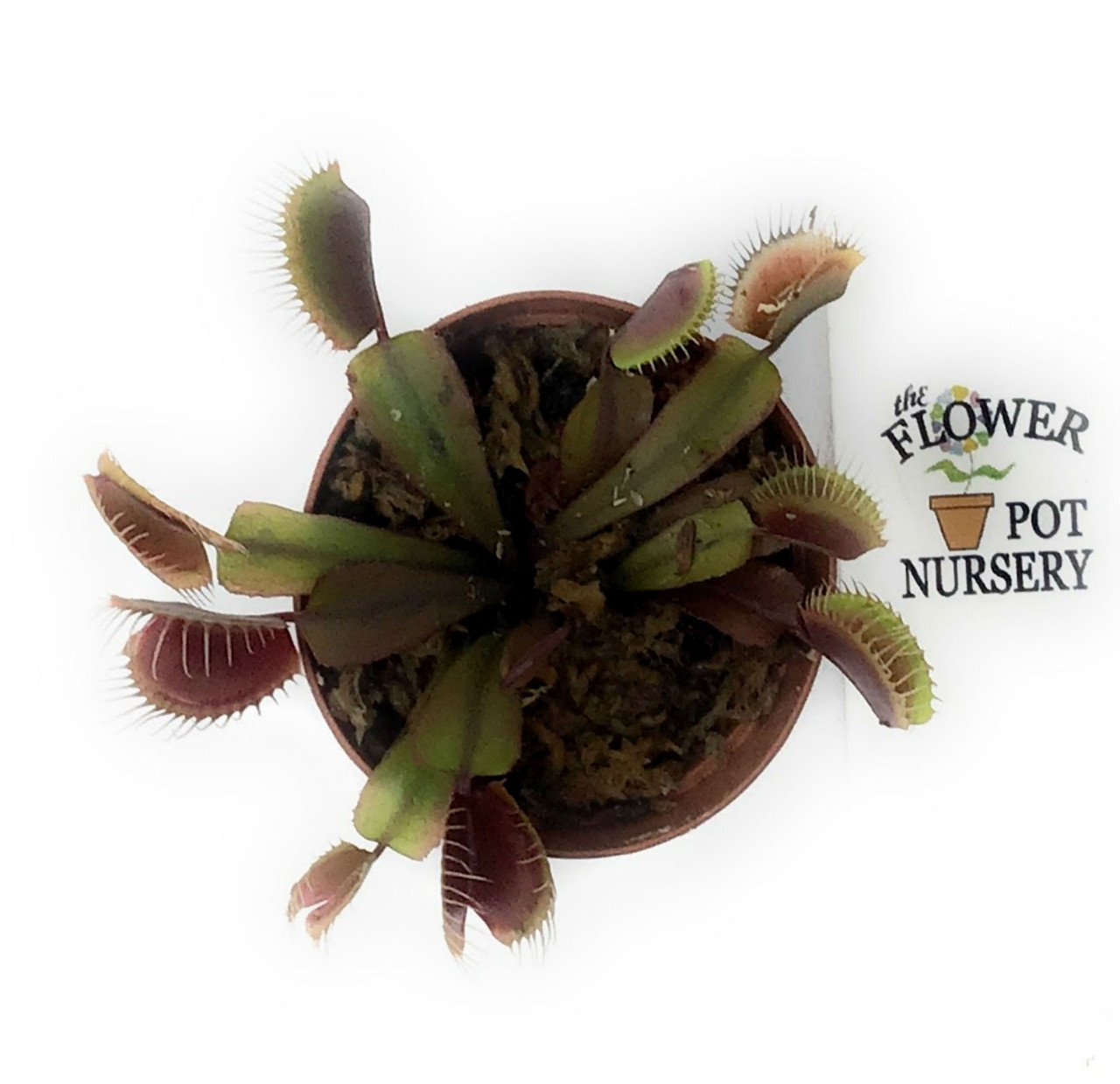 FlowerPotNursery Venus Flytrap Akai Ryu Dionaea muscipula Akai Ryu 2 ...
