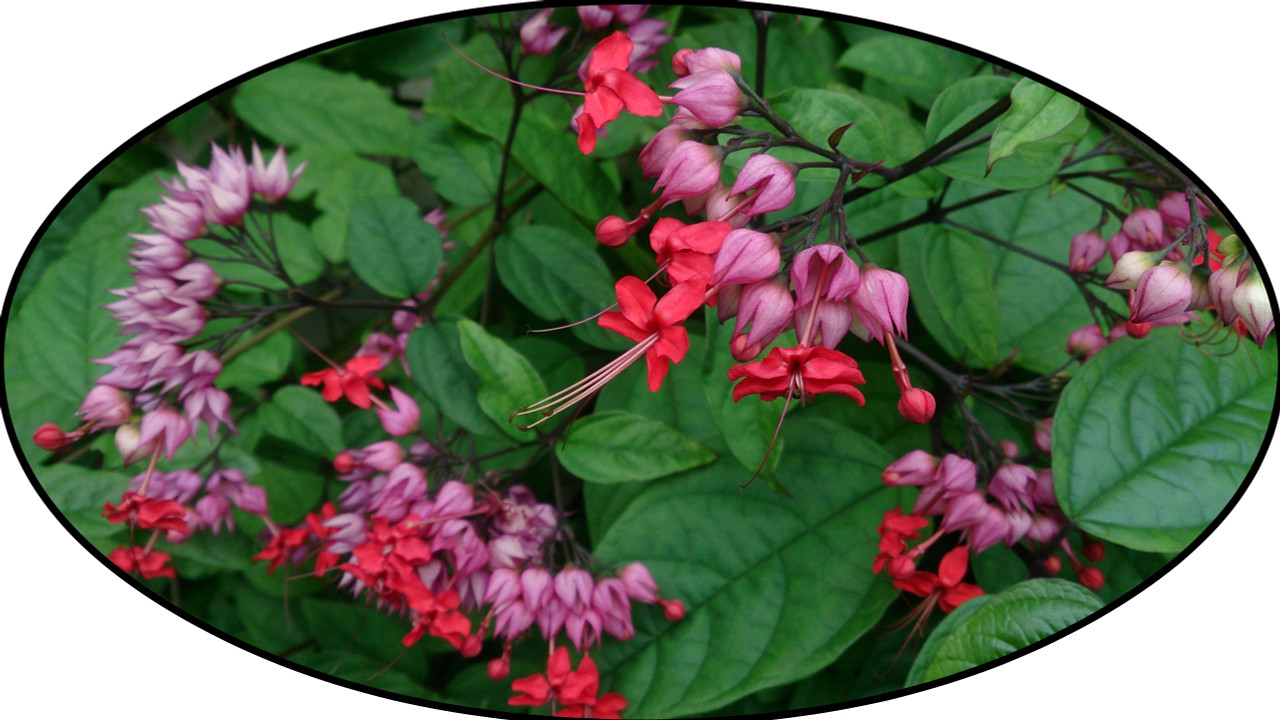 clerodendrum bleeding heart