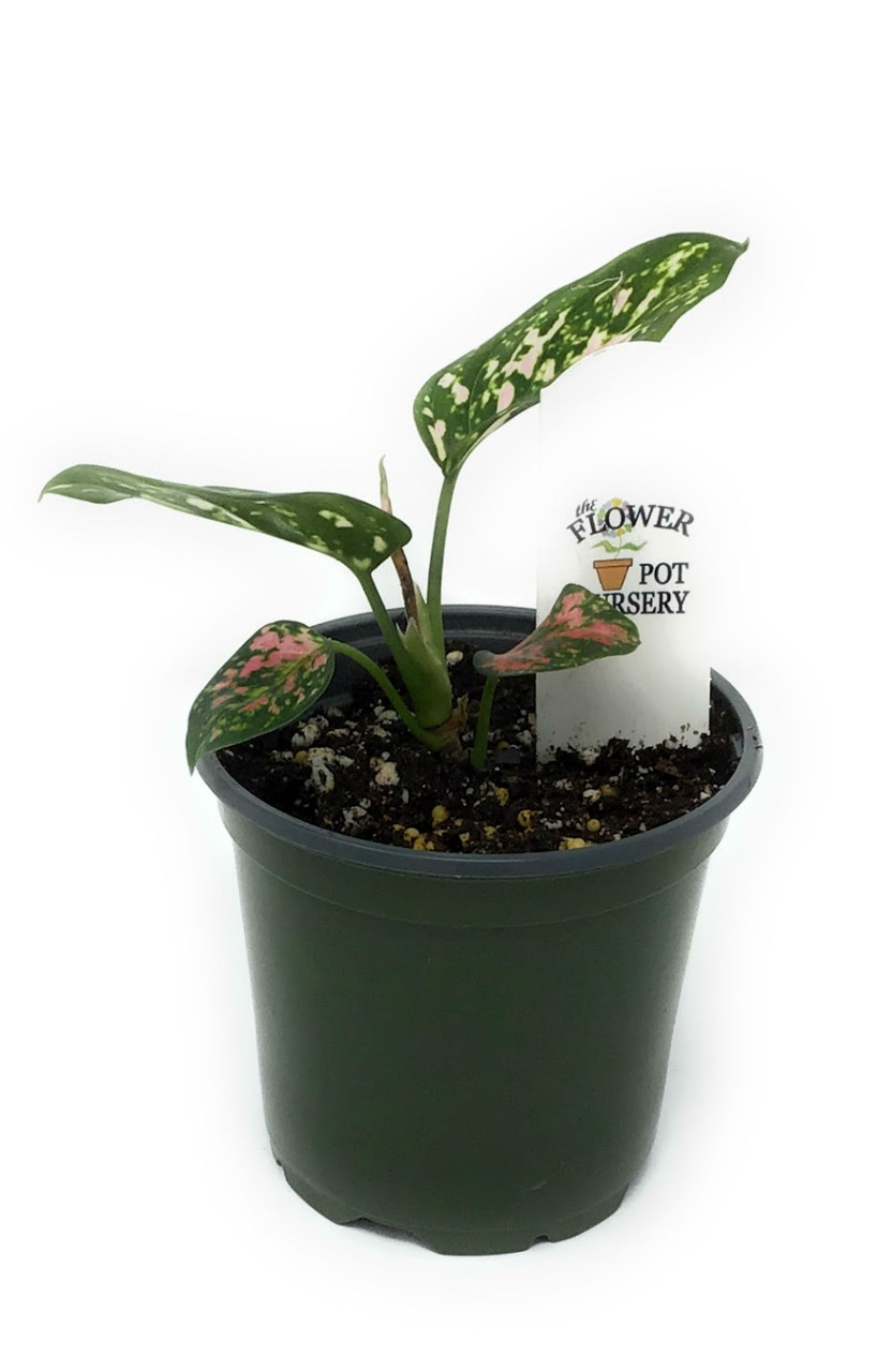 vase for air plant Female Body Vase