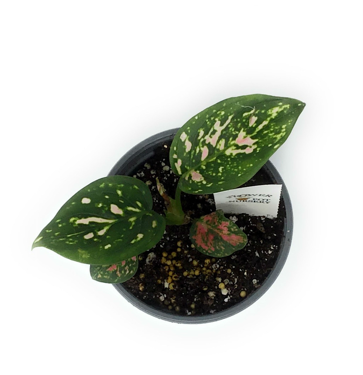 anthurium indoor plant Red Bliss Anthurium - Indoor Plants