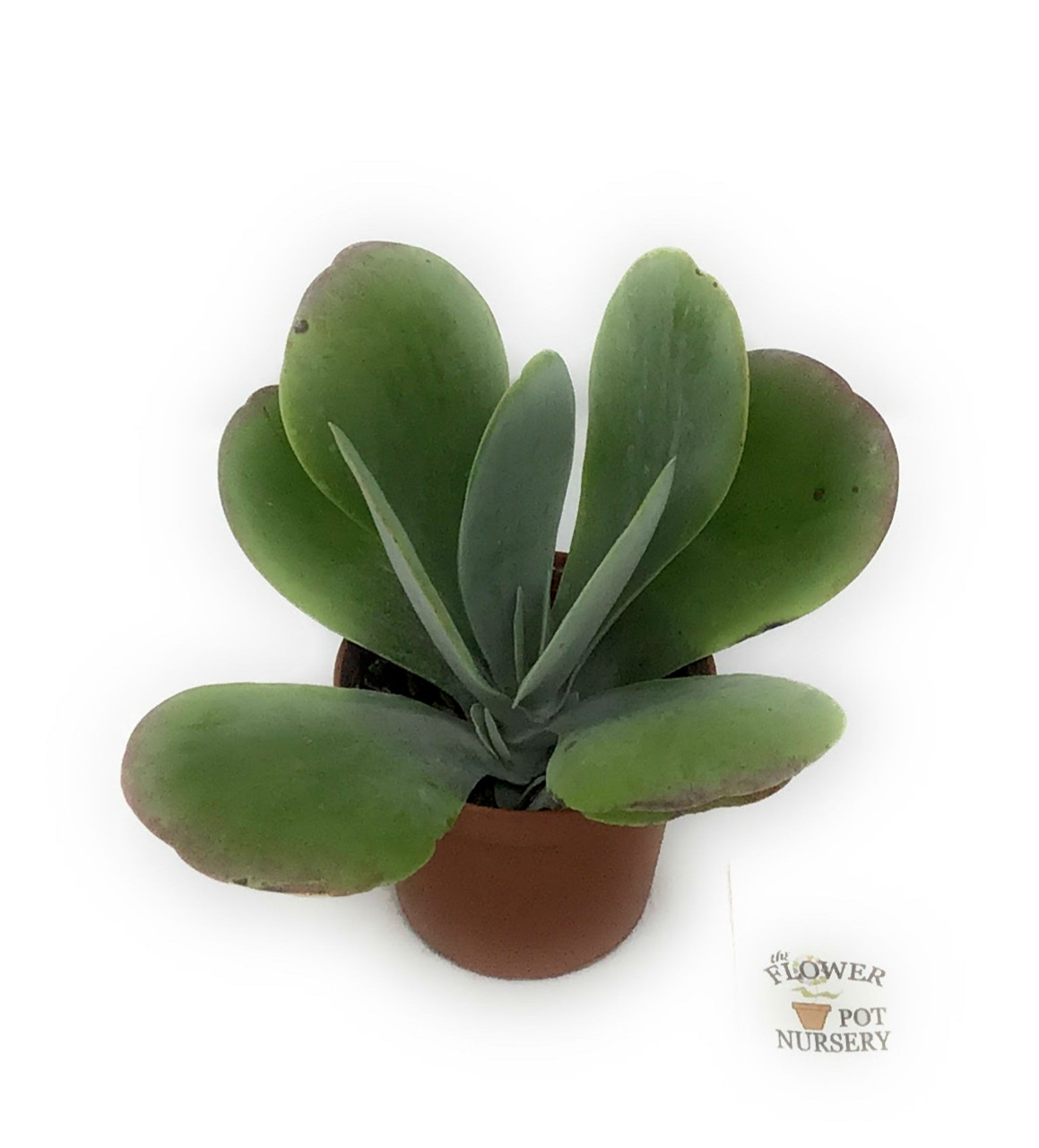 Flowerpotnursery Flapjack Succulent Paddle Plant Kalanchoe Luciae 3 Pot The Flower Pot Nursery