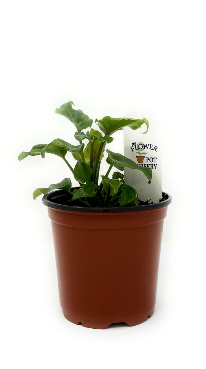 FlowerPotNursery Philodendron Deja Vu Philodendron sp. Deja Vu 4 Pot