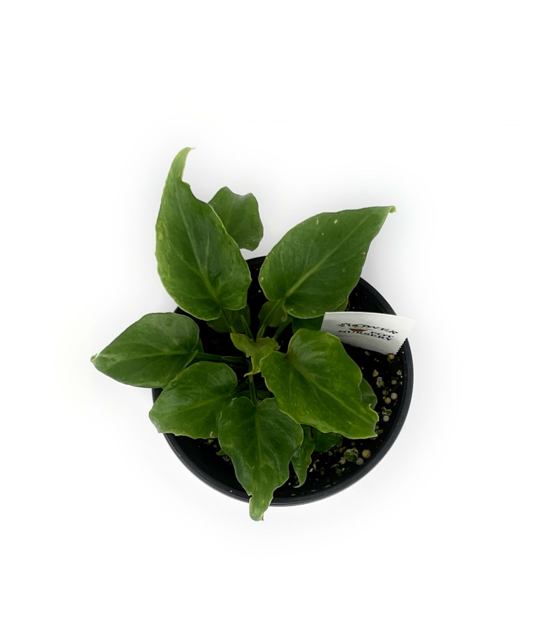 FlowerPotNursery Philodendron Deja Vu Philodendron sp. Deja Vu 4 Pot - The  Flower Pot Nursery