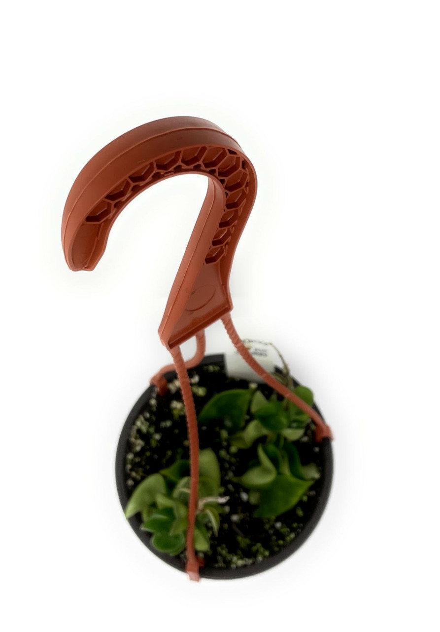 6” basket Hoya carnosa Compacta (Hindu Rope) agrohort.ipb.ac.id