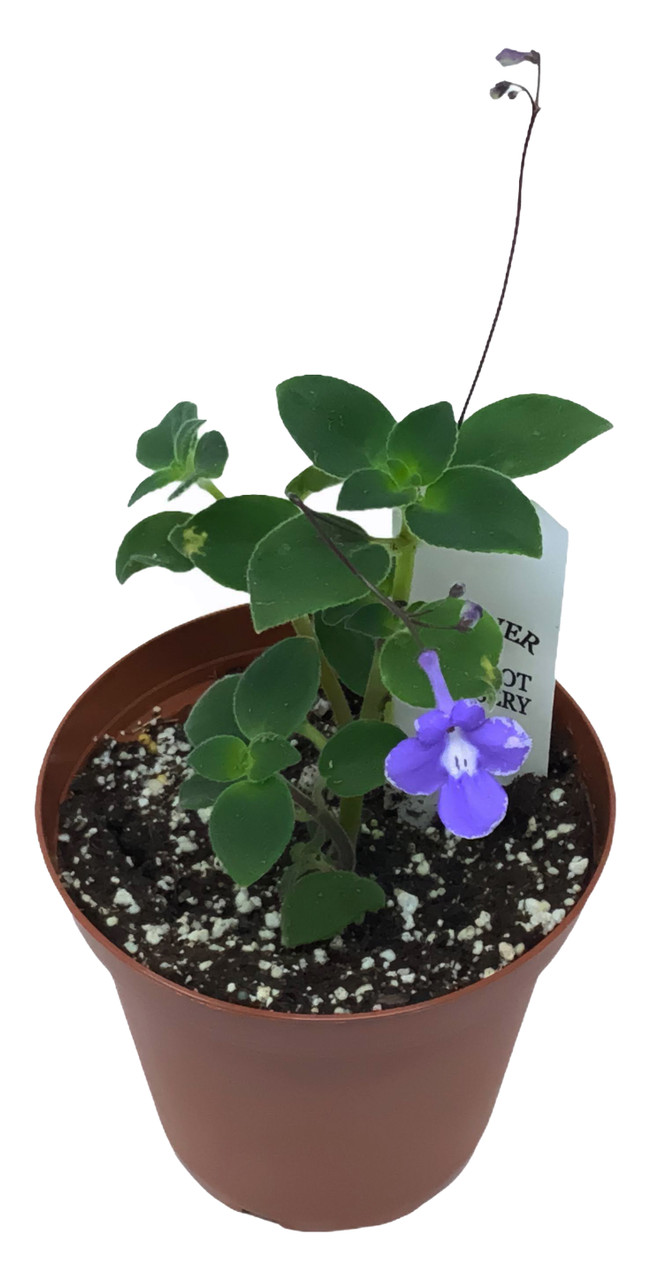 FlowerPotNursery Concord Blue Streptocarpella Streptocarpus