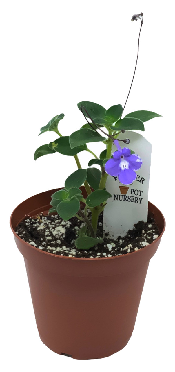 FlowerPotNursery Concord Blue Streptocarpella Streptocarpus