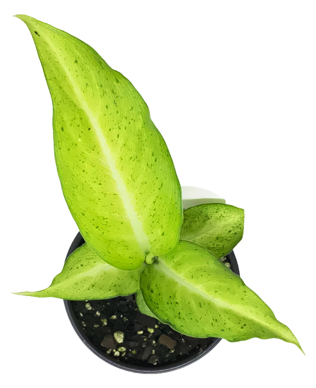 pictures of a jade plant Jade Plant (Crassula ovata) Care Guide main image 0