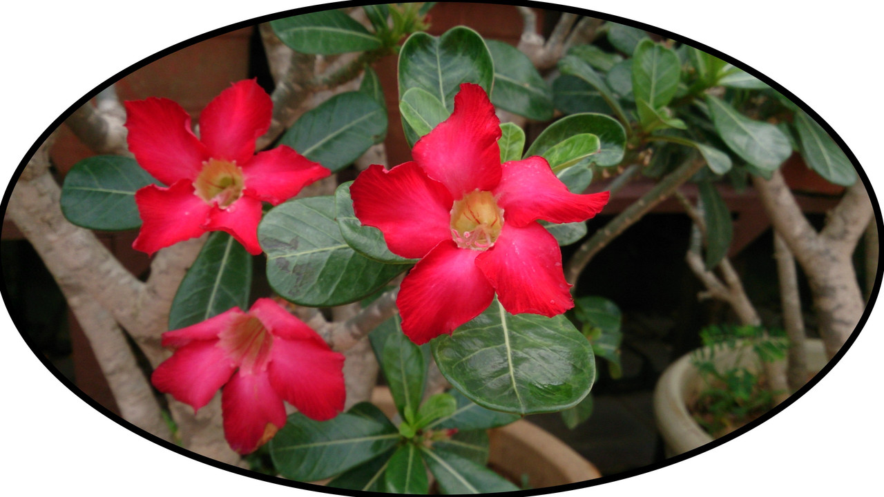 Desert Rose (Adenium obesum)