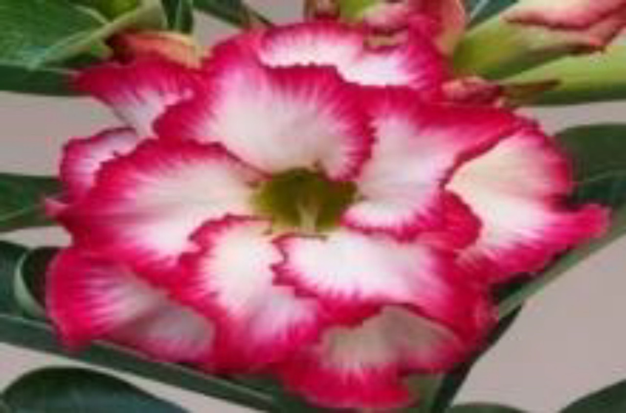 Rose du désert (Adenium obesum) - PictureThis