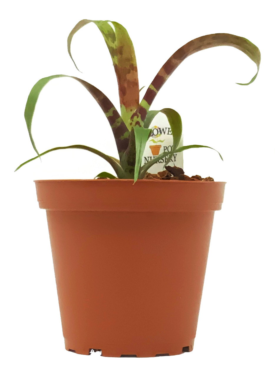 FlowerPotNursery Vriesea Vriesea Splenriet Flower Pot Bromeliad Nursery 4\