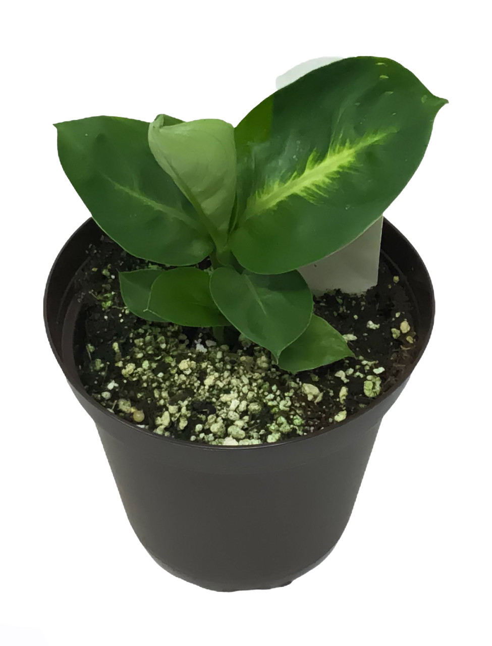 FlowerPotNursery Tropic Marianne Dieffenbachia D. sp. Tropic Marianne 4"  Pot - The Flower Pot Nursery