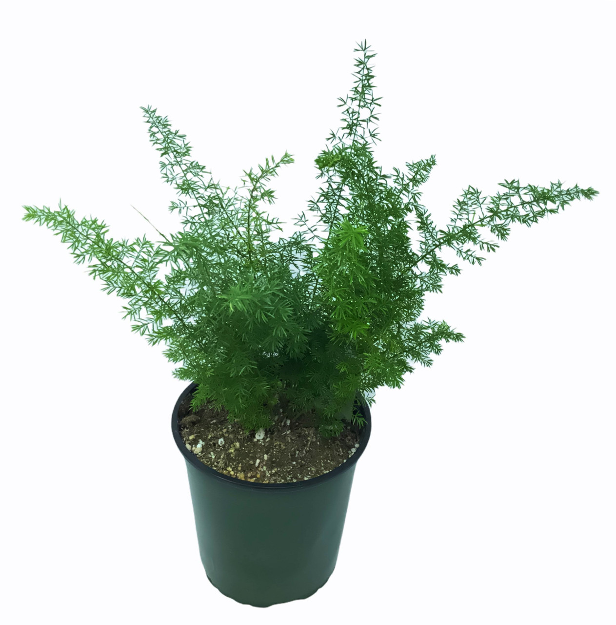 FlowerPotNursery Asparagus Foxtail Fern Asparagus meyeri / aethiopicus 1  Gallon