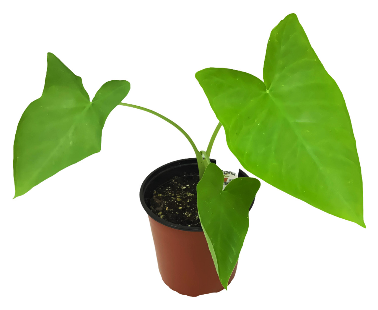 silver pothos vs satin pothos Silver Satin Pothos Plant - Silvery Ann Variegated Green & Silver -  Scindapsus Pictus Exotica