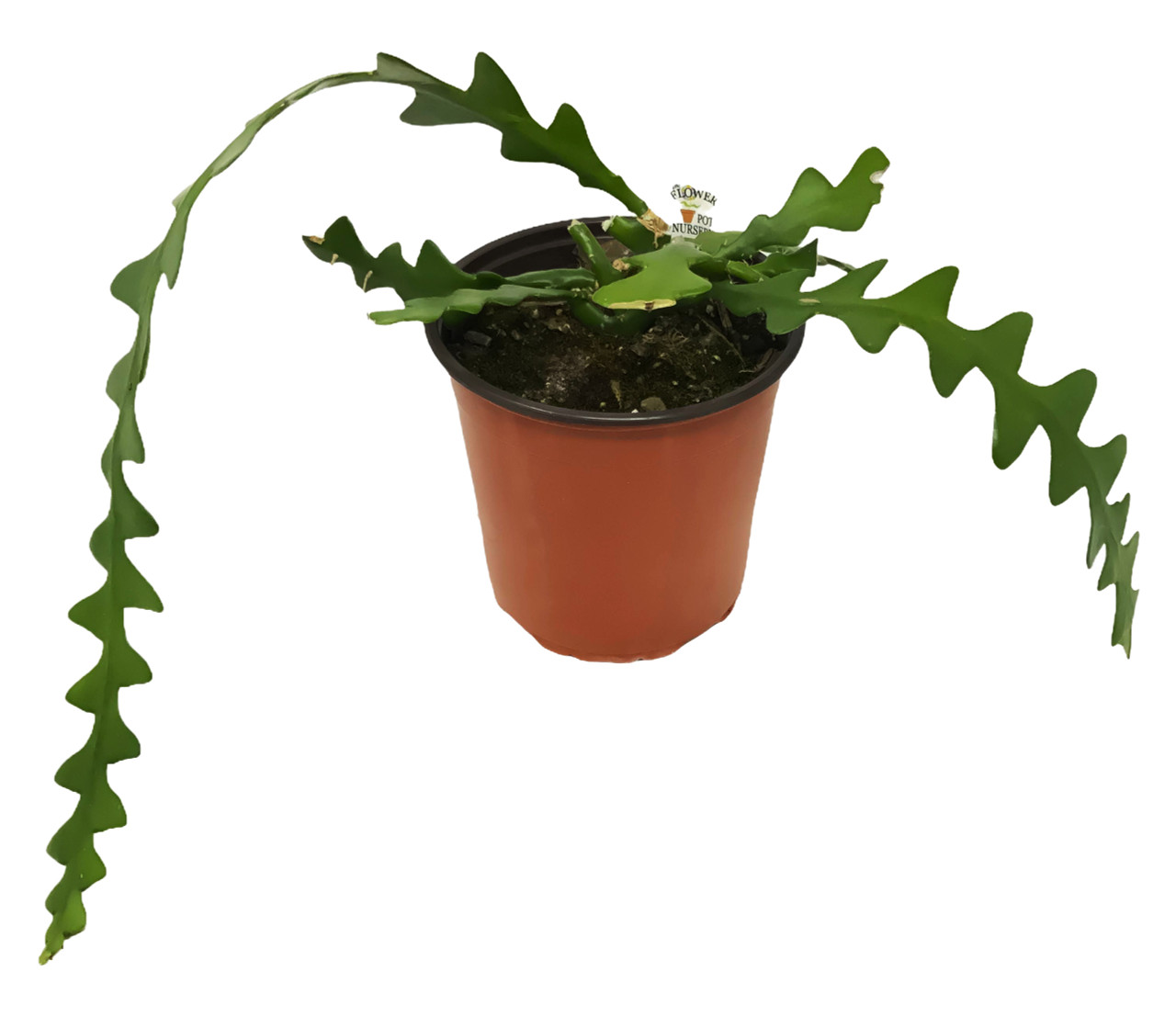 Fishbone Cactus - Thumbnail 4