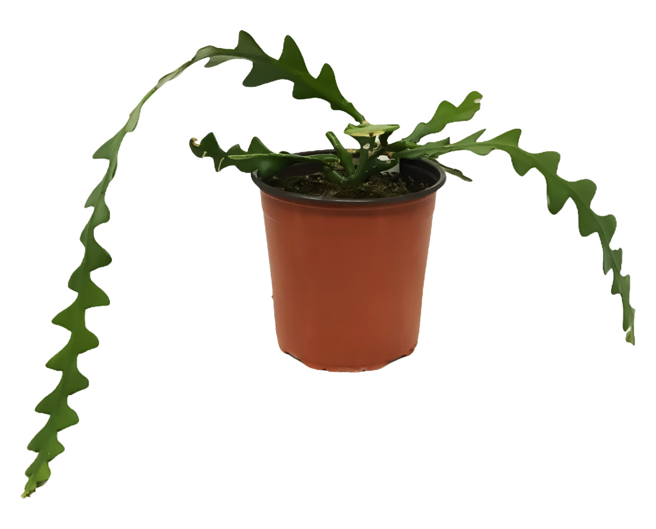 dracaena lemon lime care Medium Dracaena Lemon Lime Cane main image 1