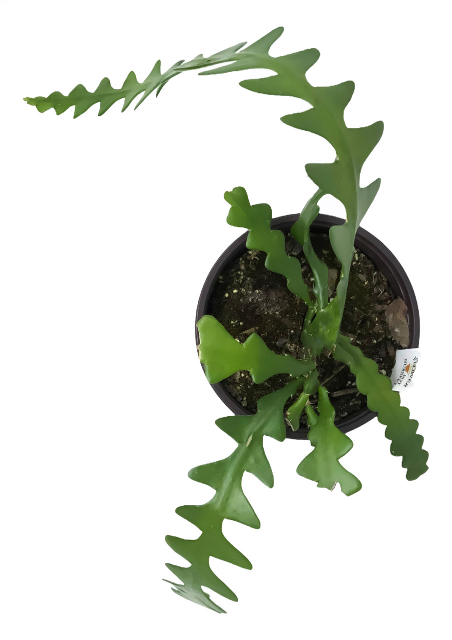 Fishbone Cactus - Thumbnail 2