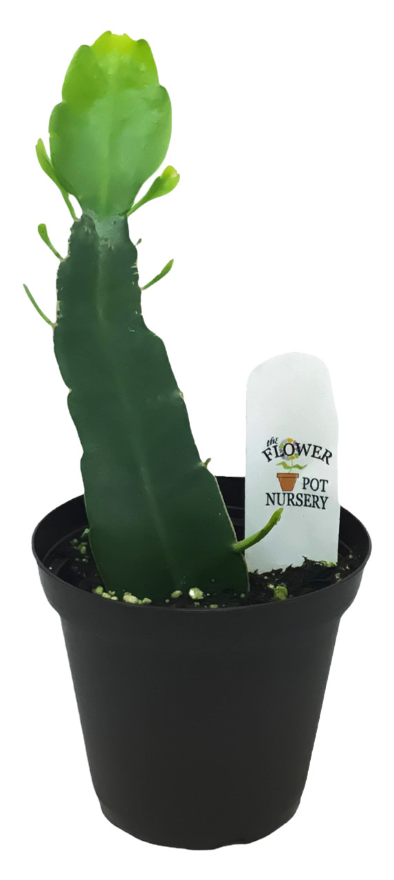 tall cactus for indoors 51in Tall Blue Torch Cactus