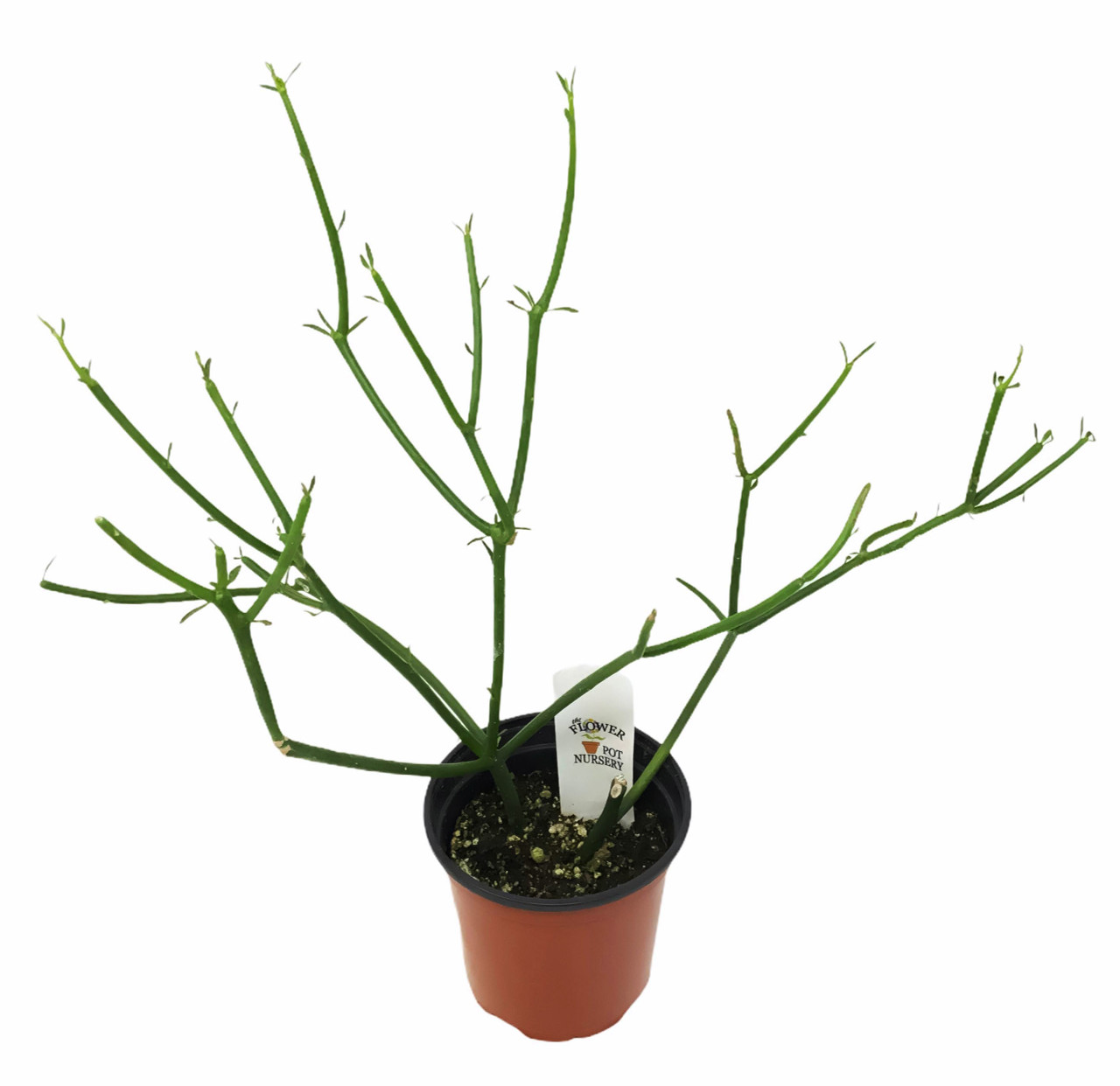 FlowerPotNursery Pencil Cactus Euphorbia tirucalli 4" Pot - The Flower Pot  Nursery