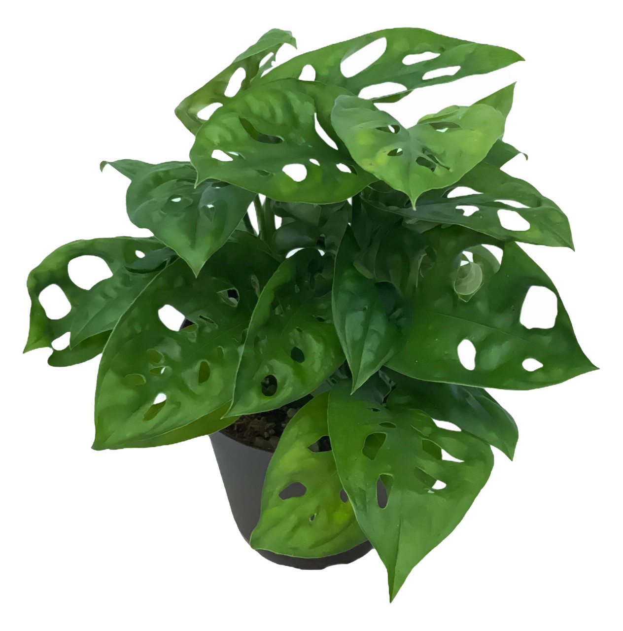 FlowerPotNursery Swiss Cheese Vine Monstera Exlitaa 4 Pot - The Flower Pot  Nursery