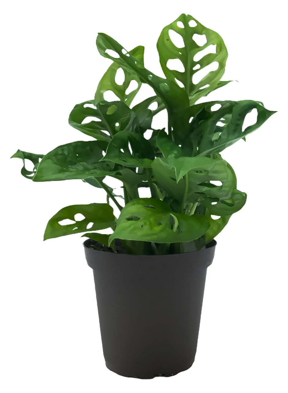 philodendron white star 4” Philodendron 'White Knight' – Canopy Plant Co main image 0