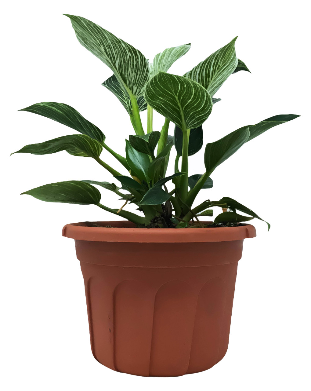 FlowerPotNursery Philodendron Birkin Philodendron birkin 8" Pot - The  Flower Pot Nursery