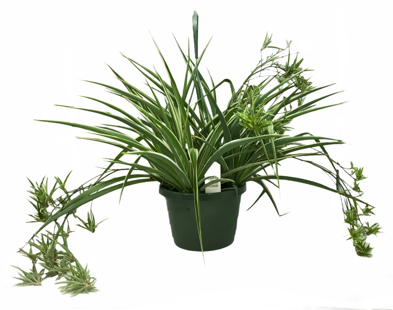 Spider Plant  Chlorophytum comosum 'Irish' – Almanac Planting Co