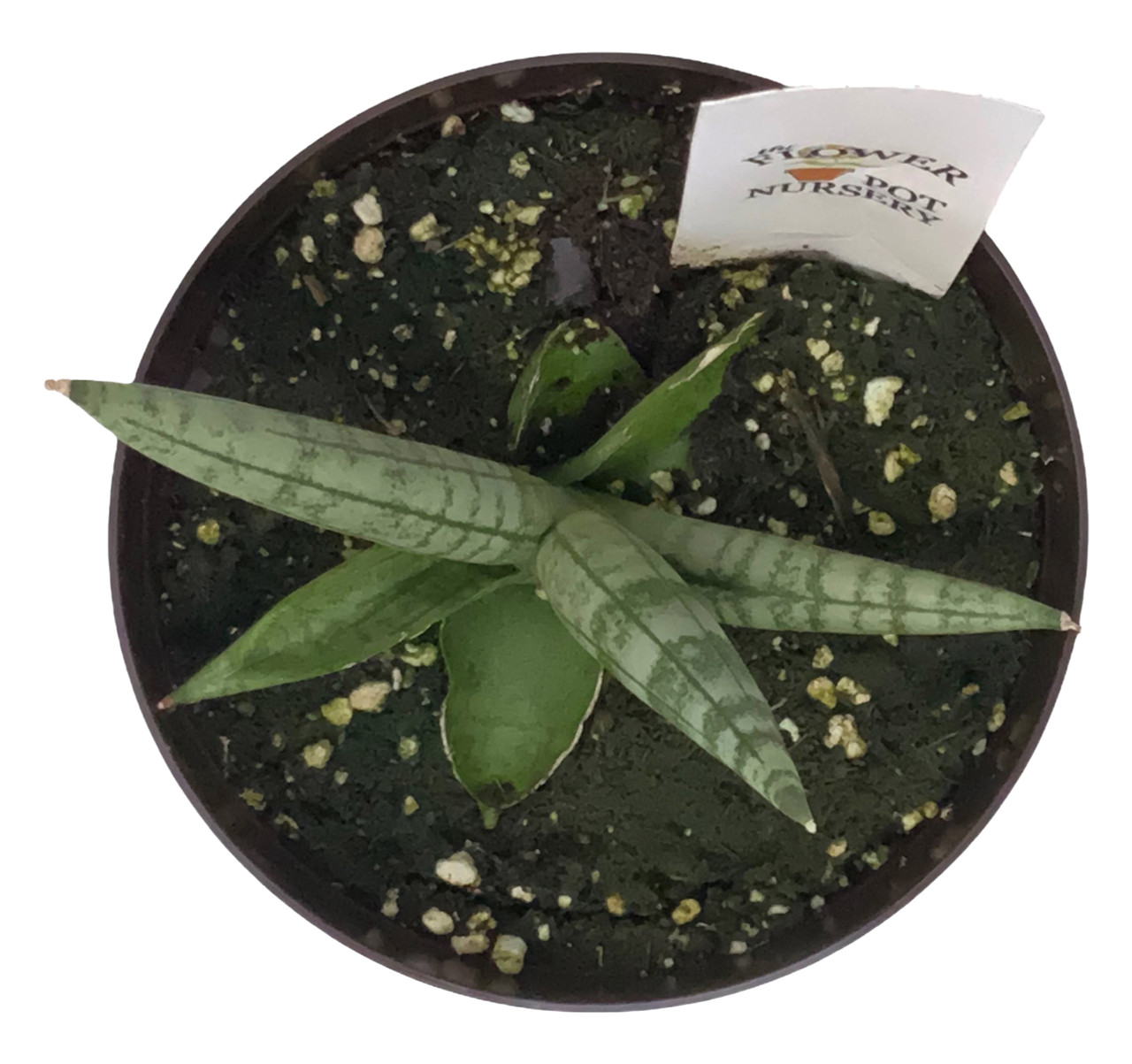 are rattle snake plants pet safe Calathea Rattlesnake Prayer Plant | Houseplants Safe for Pets Delivery