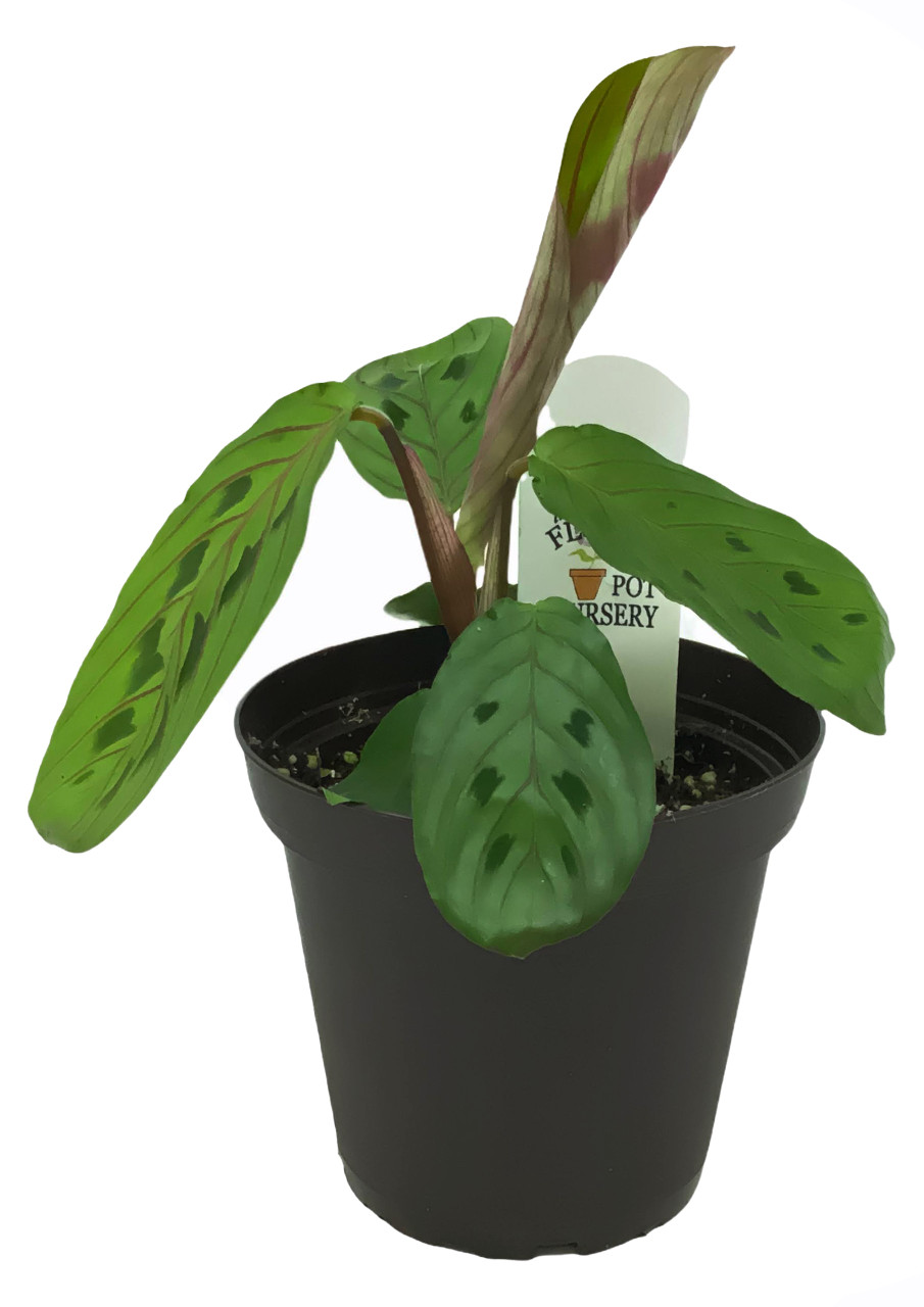 efeu selbstkletternd Efeu 'Goldheart' - Hedera helix Goldheart main image 0